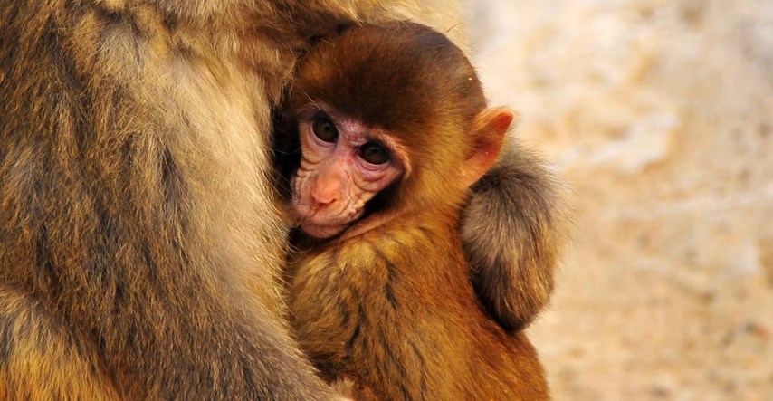 Kinezi u majmunski mozak presadili ljudske gene. Majmuni postali pametniji